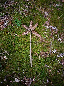 森林的地面,花,松果