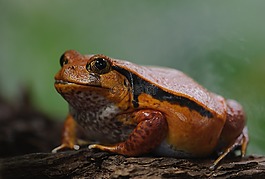 番茄蛙,dyscophus antongilii,青蛙