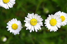 雛菊,開(kāi)花,復(fù)合材料