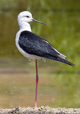鳥,野生動物,水鳥