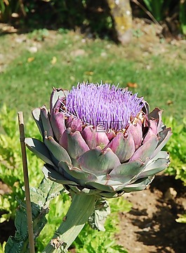 花,朝鮮薊,花園