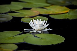 蓮花,百合,水生