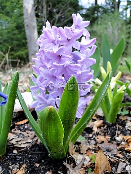 風(fēng)信子,花,薰衣草
