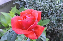 花,植物,葉