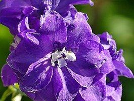 開花,紫,花