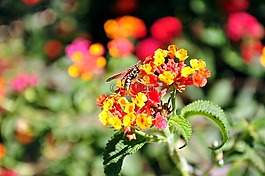 花,黃蜂,蜜蜂