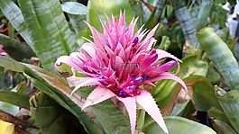 鮮花,性質(zhì),仙人掌