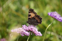 小狐貍,aglais 二斑,nymphalis 二斑