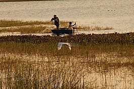 漁民,湖,鳥