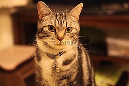 短毛猫,猫,动物