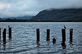 futrono,湖,cormoran