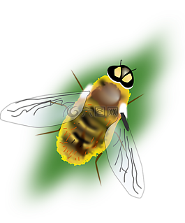 蜜蜂,昆蟲,蜂蜜