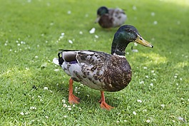 鴨,鳧,男