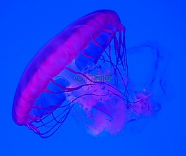 水族館,粉紅色,海蜇