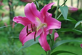百合,粉紅色,花