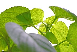普通空牙齿,galeopsis,厂