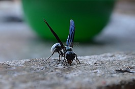 蜜蜂,黃蜂,動(dòng)物