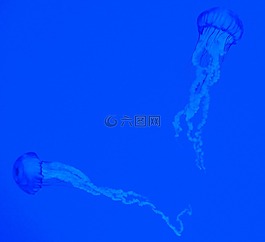 水族館,藍(lán)色,海蜇