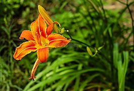 百合,花,開花