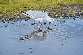 海鷗,鳥,白