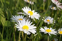草,夏季,花