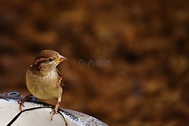 麻雀,鳥,小鳥