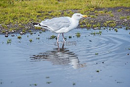 海鷗,鳥,白