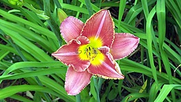 花,萱,折扣花