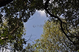 伍茲,結(jié)算,林地