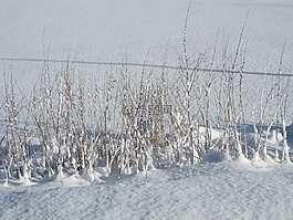 雪,冬天,白