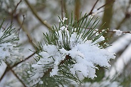 雪,冷,冬天