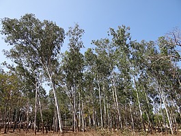 桉樹林,達(dá)瓦,印度