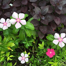 花壇,顏色,春