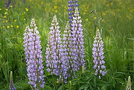 鮮花,草,lupines