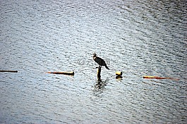 湖,鳥,水