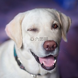 狗,拉布拉多,歡樂(lè)