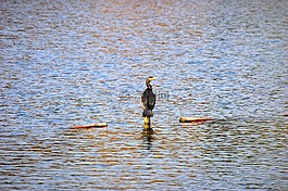 湖,水,鳥