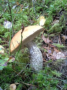 蘑菇,森林,girolle