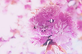 盛開,開花,光明