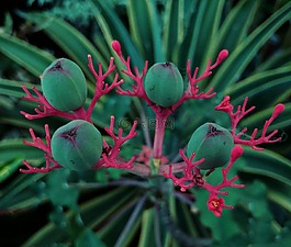 花,熱帶,花園