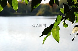 湖,水,樹