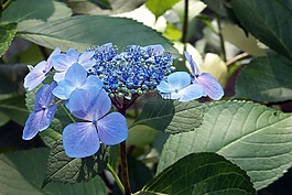 繡球,花葉,花