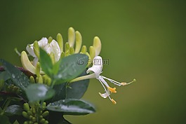 鮮花,金銀花,自然