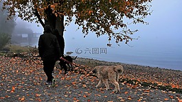 性質,該人,樹