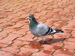 鴿子,鳥,動物