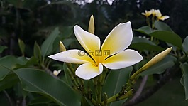 植物,花,美麗