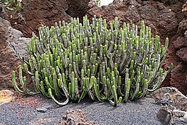 仙人掌公園,仙人掌,蘭薩羅特島