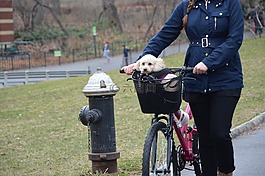 小狗,狗,自行車