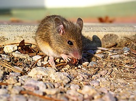 鼠標,動物,嚙齒動物