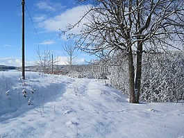 冬天,雪,樹